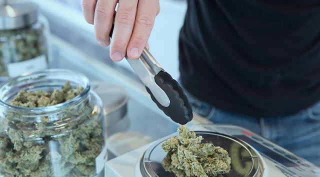 Kannabiksen kieltolaki aiheuttaa enemmän haittoja kuin kannabis